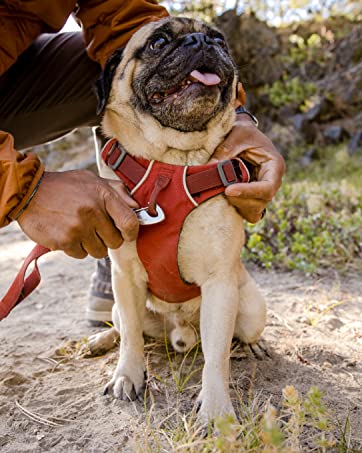 hiking and camping with dogs