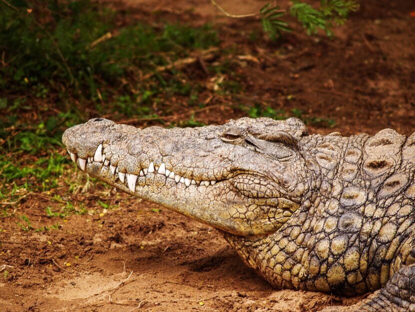 alligator hunters in Louisiana