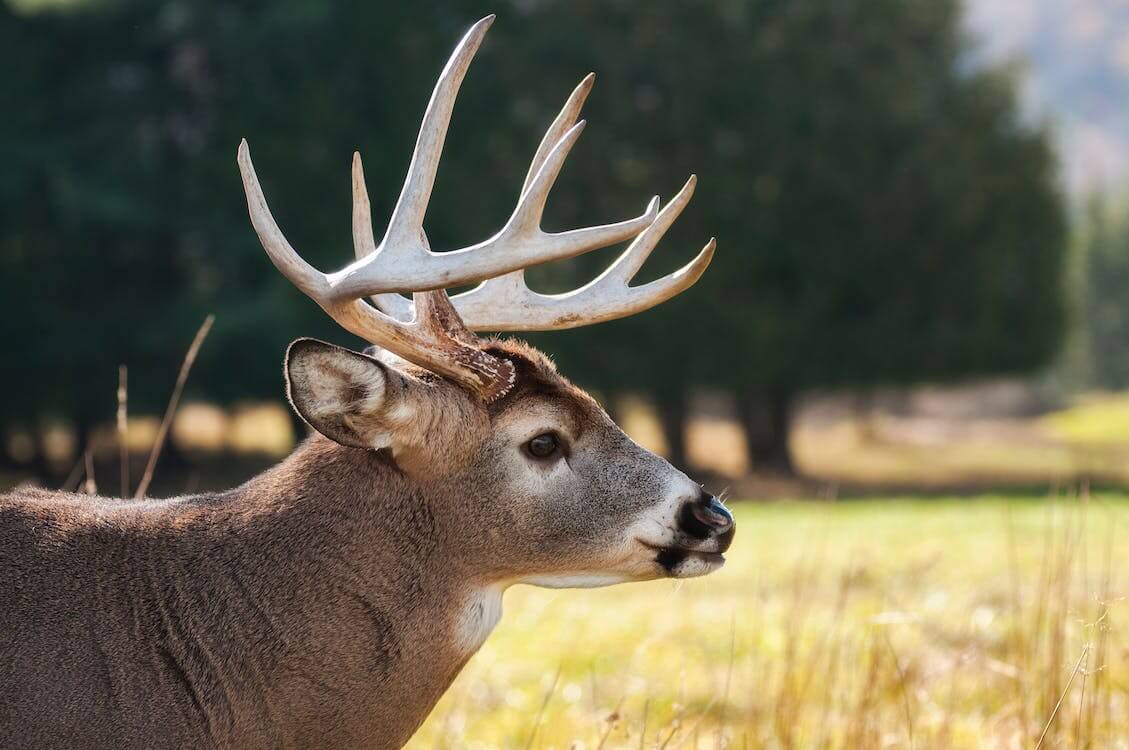 deer hunting in Louisiana